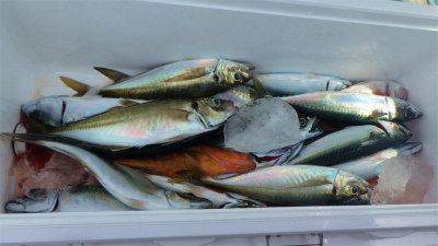 キジハタ・アジ(マアジ)・サバ(ゴマサバ)