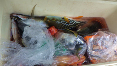 キジハタ・アジ(マアジ)・シマフグ