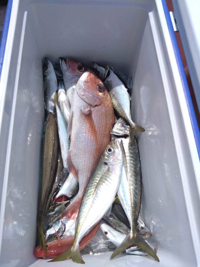 マダイ・アジ(マアジ)