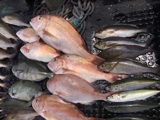 マダイ・グレ(メジナ)・ムロアジ・イサギ(イサキ)