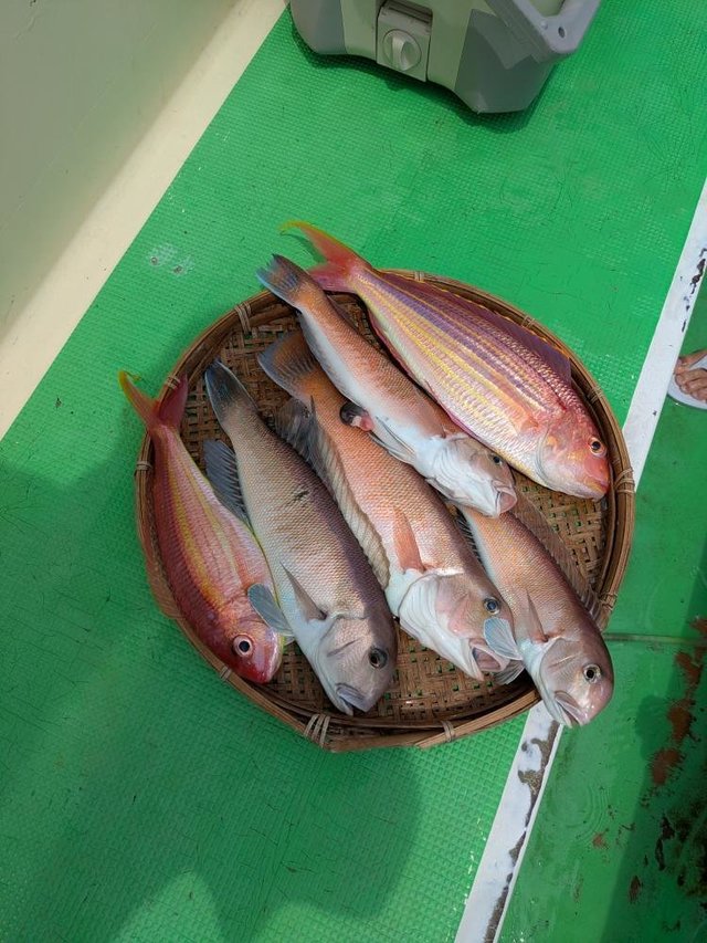 アマダイ(アカアマダイ)・シロアマダイ