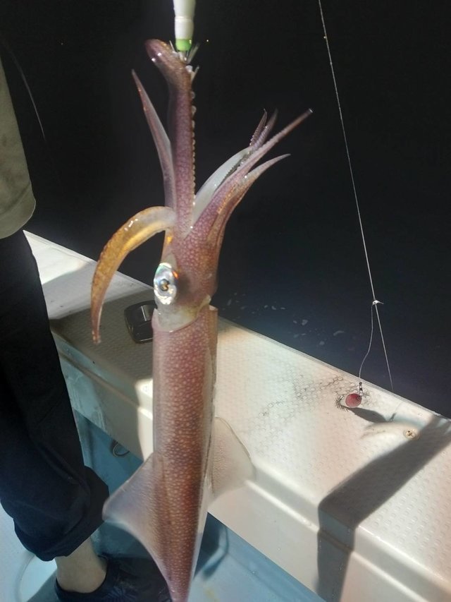 イカ(ヤリイカ)