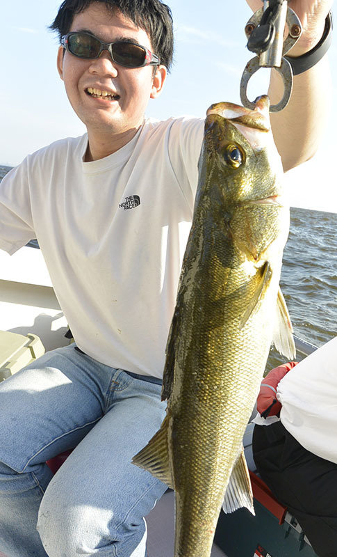 シーバス(スズキ)