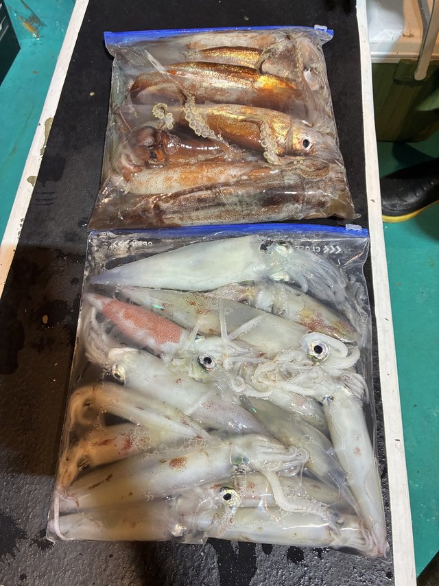 アカイカ(ケンサキイカ)