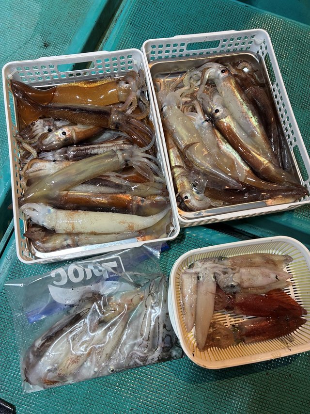 アカイカ(ケンサキイカ)