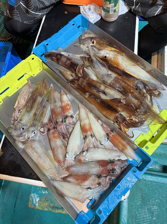 アカイカ(ケンサキイカ)