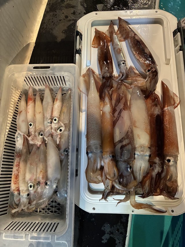 アカイカ(ケンサキイカ)