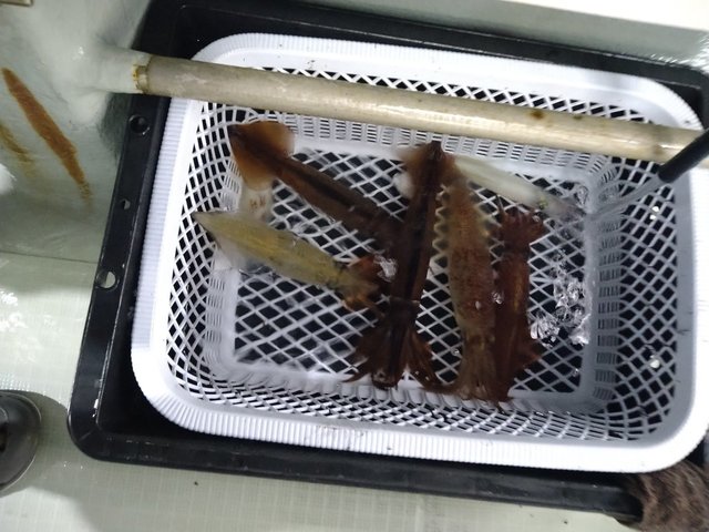 スルメ(スルメイカ)