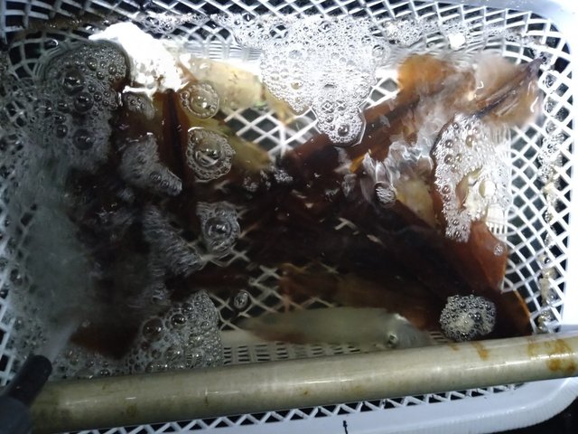 スルメ(スルメイカ)