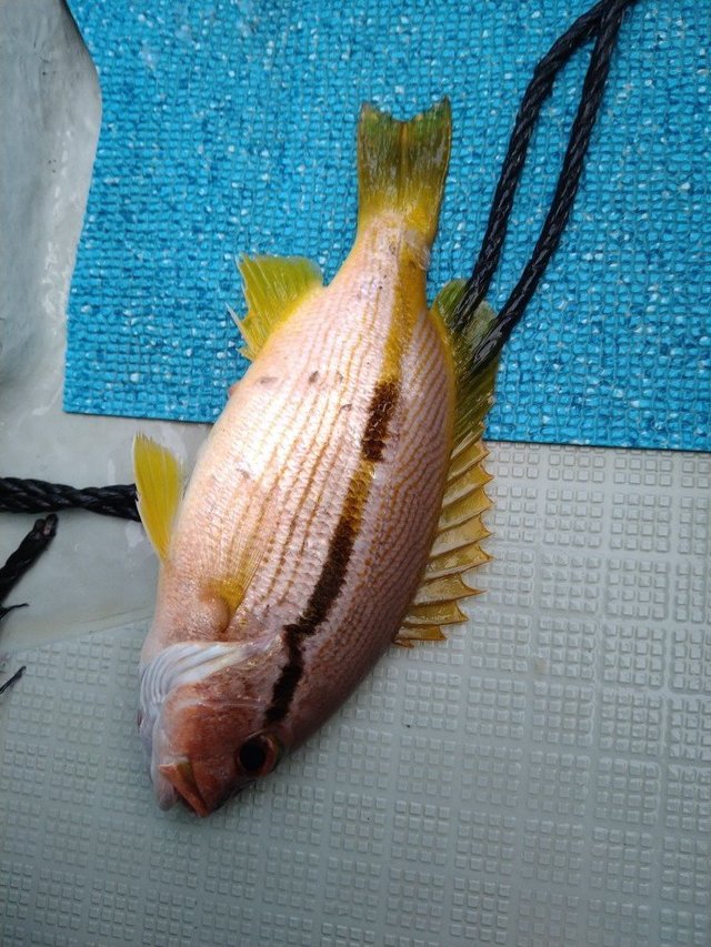 ヨコスジフエダイ