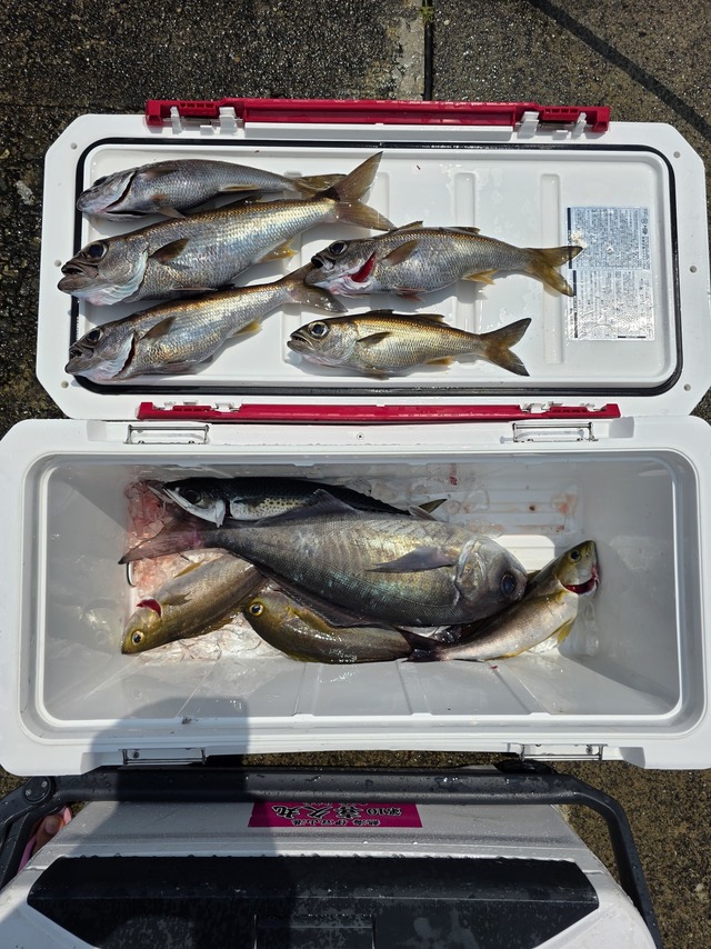 クロムツ・メダイ