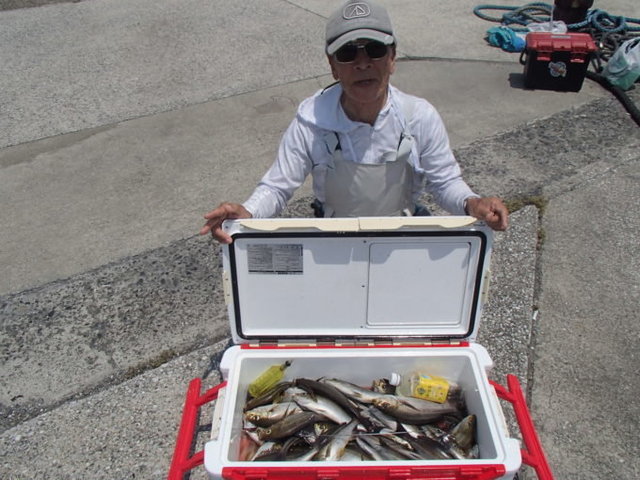 マアジ・イサキ