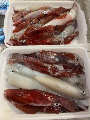 マイカ(ケンサキイカ)