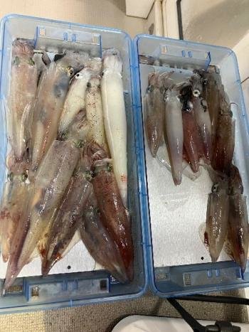 マイカ(ケンサキイカ)