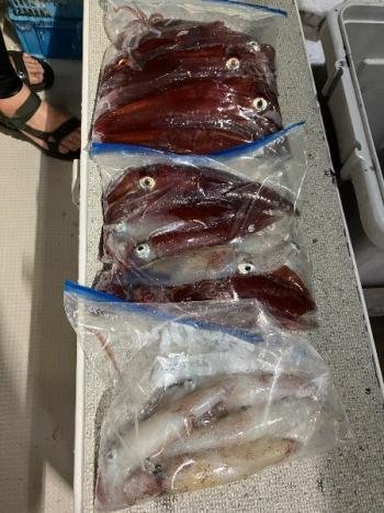 マイカ(ケンサキイカ)