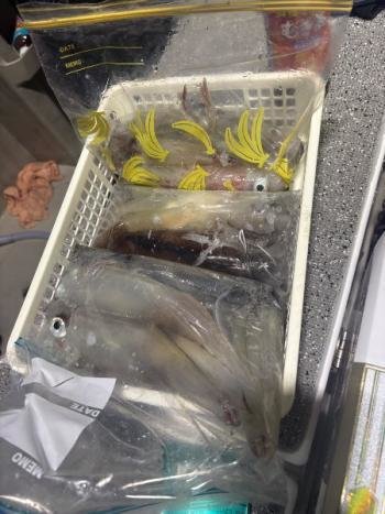 マイカ(ケンサキイカ)