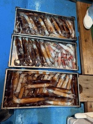 アカイカ(ケンサキイカ)・スルメイカ