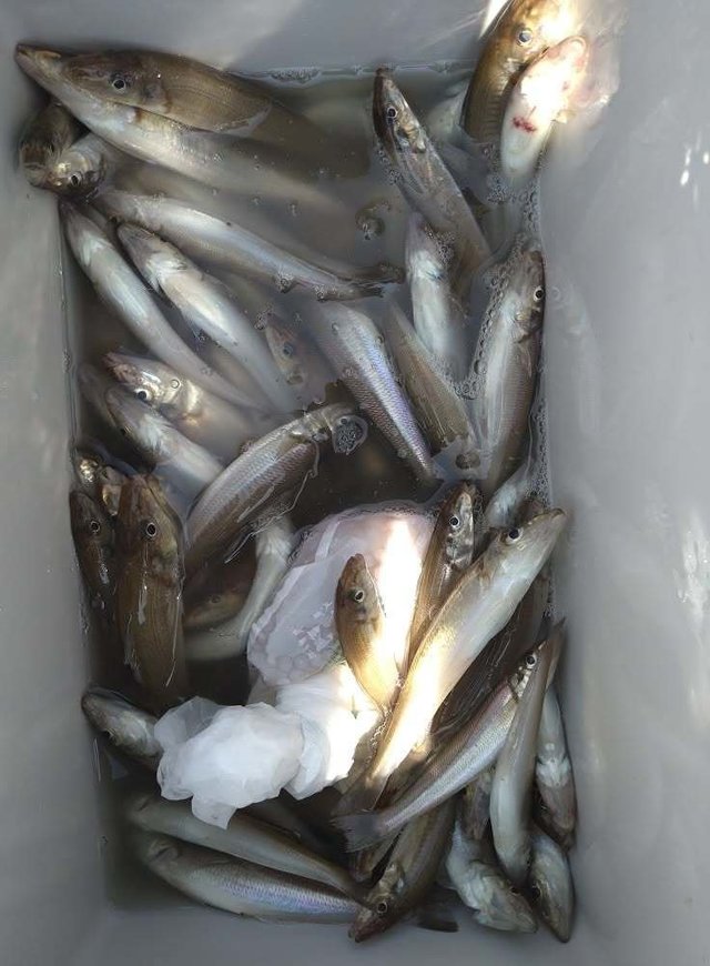 キス(シロギス)