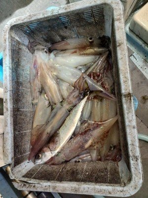 イカ(ケンサキイカ)