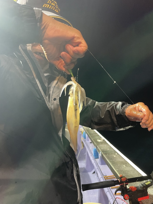 マルイカ(ケンサキイカ)