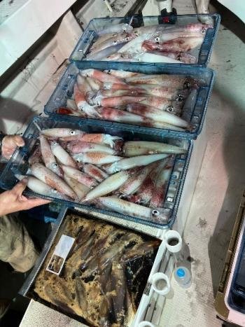 マイカ(ケンサキイカ)