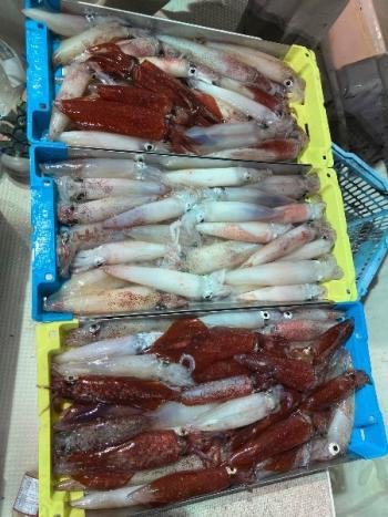 マイカ(ケンサキイカ)