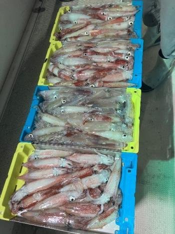 マイカ(ケンサキイカ)