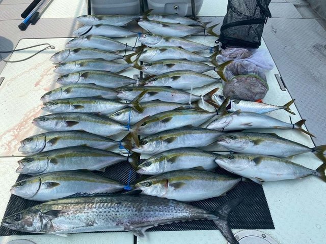 ハマチ(ブリ)・サワラ・タコ(マダコ)