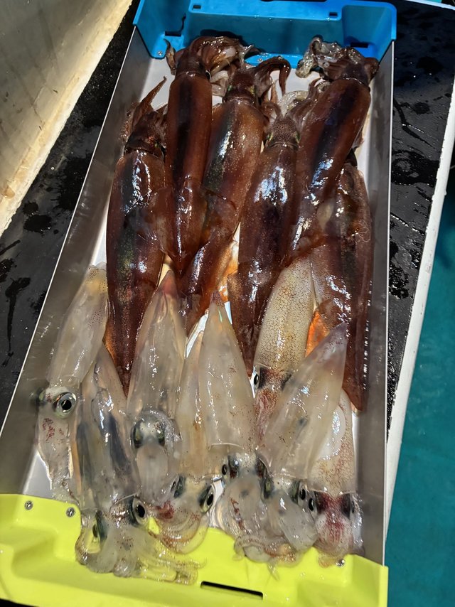 アカイカ(ケンサキイカ)