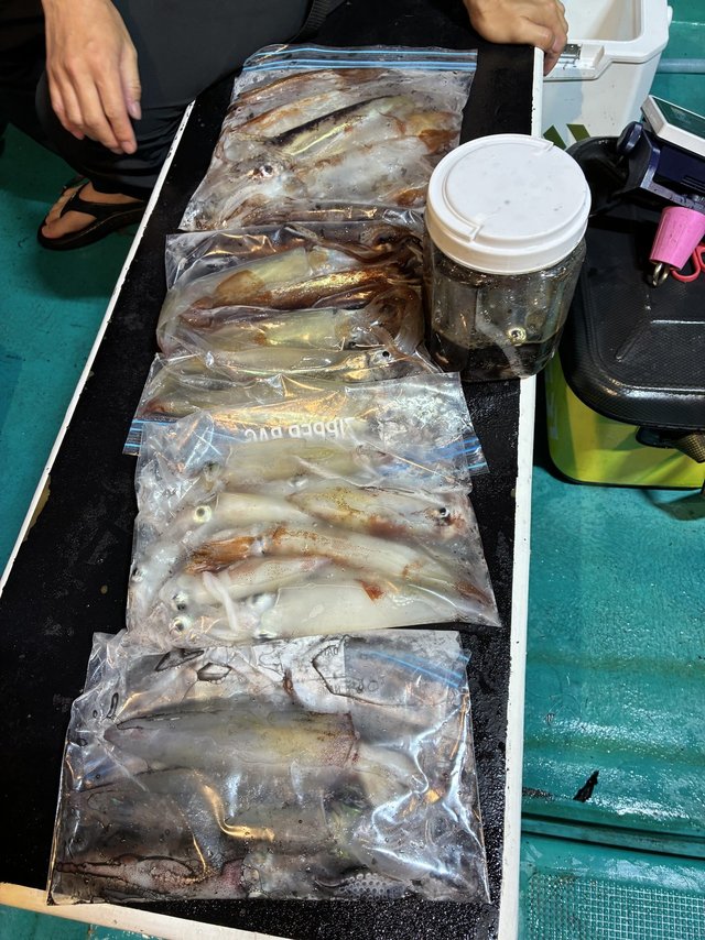 アカイカ(ケンサキイカ)