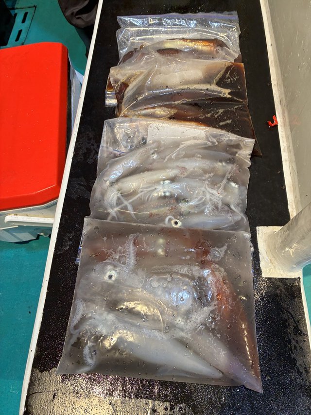 アカイカ(ケンサキイカ)