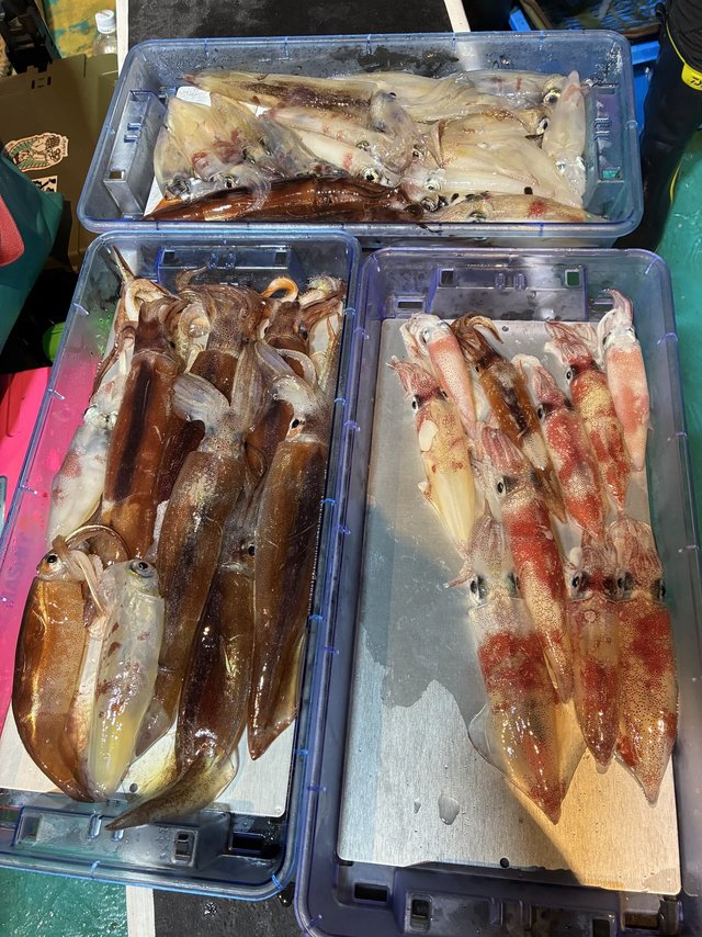 アカイカ(ケンサキイカ)