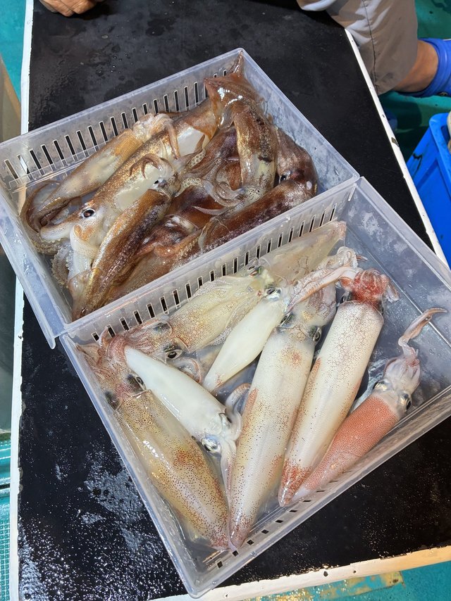 アカイカ(ケンサキイカ)