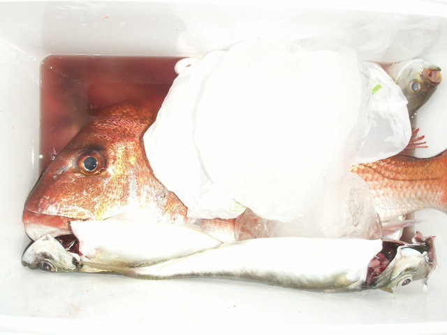 マダイ・アジ(マアジ)