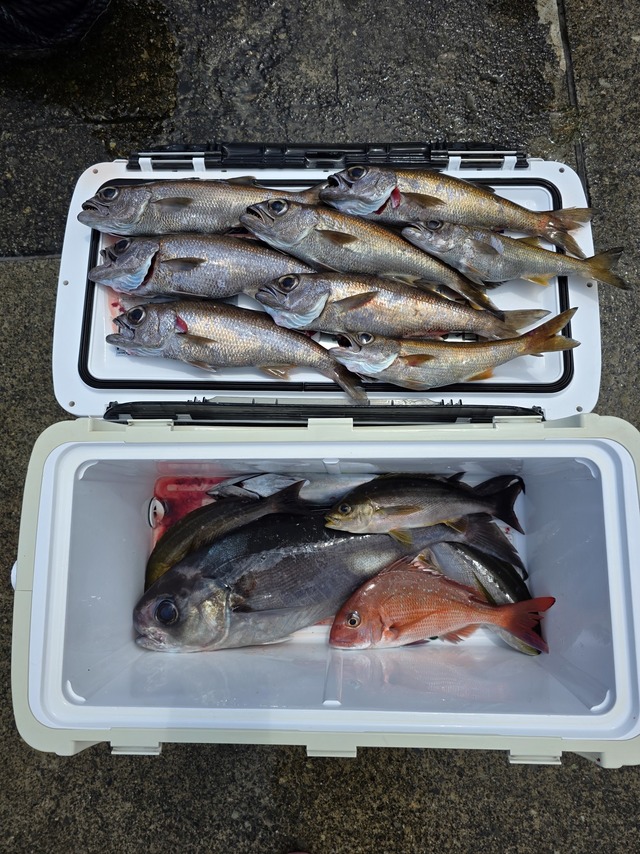 クロムツ・メダイ