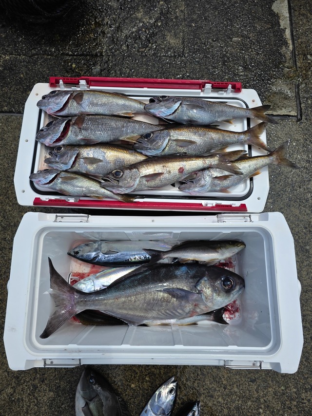 クロムツ・メダイ