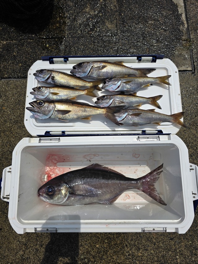 クロムツ・メダイ