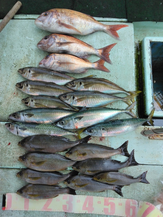 マダイ・マアジ・イサギ(イサキ)・マサバ