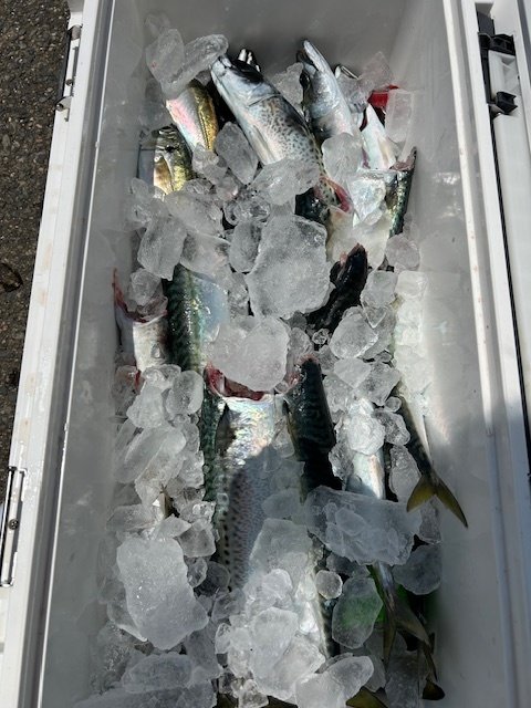 アジ(マアジ)・サバ(ゴマサバ)