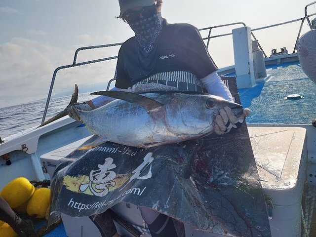 キハダマグロ(キハダ)