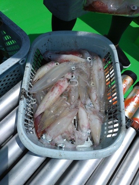 マルイカ(ケンサキイカ)