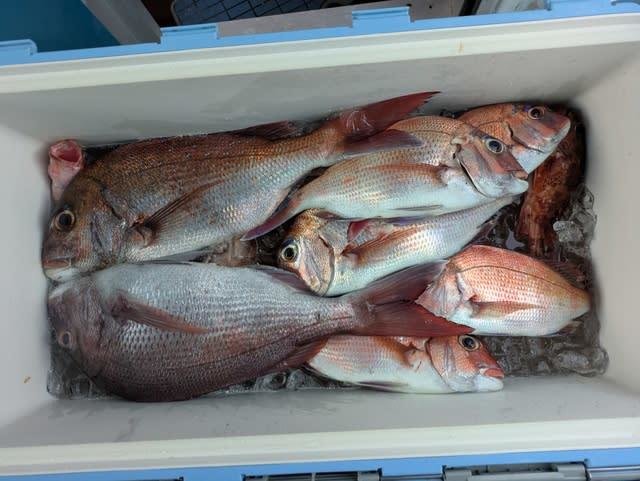 マダイ・カサゴ