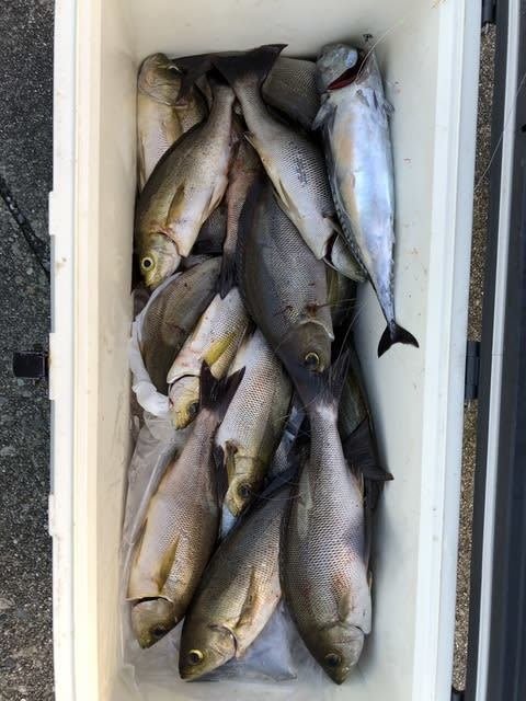 イサキ・ソマカツオ(メバチ)