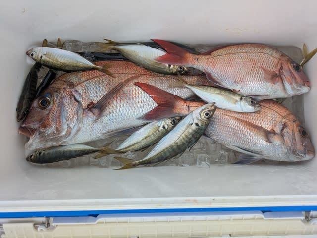 マダイ・マアジ