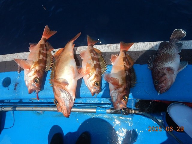 メバル・マゾイ(キツネメバル)