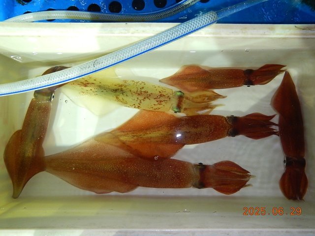 アカイカ(ケンサキイカ)