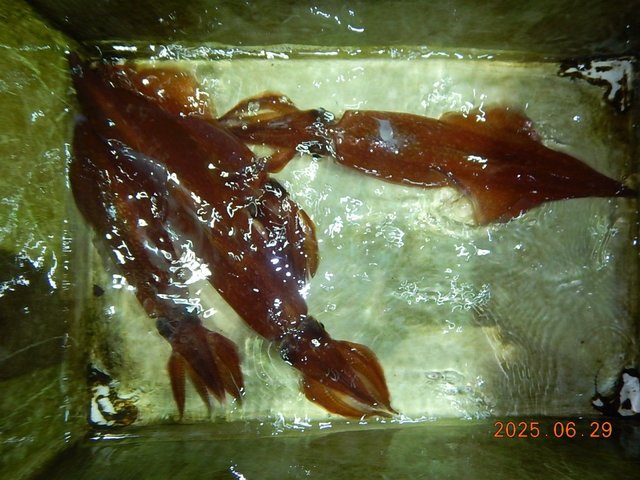 アカイカ(ケンサキイカ)