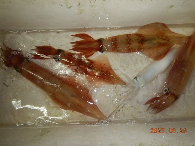 アカイカ(ケンサキイカ)