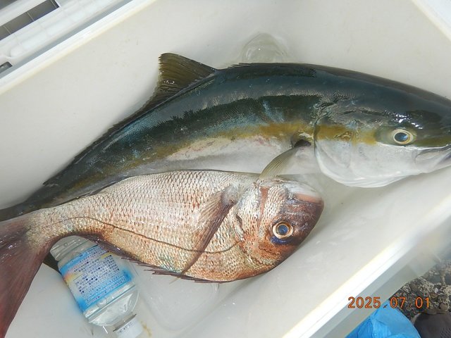 マダイ・ワラサ(ブリ)