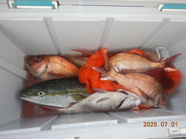 マダイ・イナワラ(ブリ)